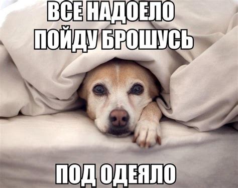 Спокойной ночи прикольные картинки