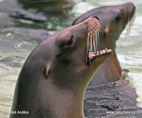Zalophus californianus Pictures, California sea lion Images, Nature ...