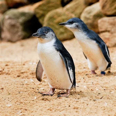 Sustainable conservation programs will soon expand at featherdale wildlife park blacktown 2