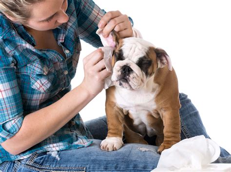 How Do You Prevent Ear Infections In Dogs