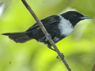 Монарх чорноголовий - eBird