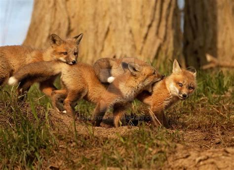Fox Pups Playing by ShelbyReyn on DeviantArt