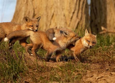 Fox Pups Playing by ShelbyReyn on DeviantArt