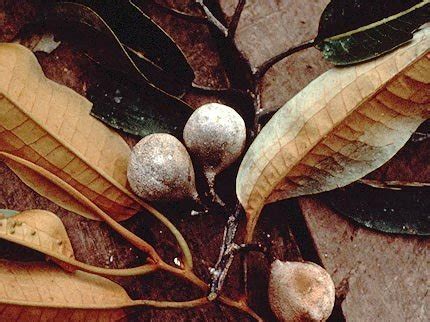 Otoba gordoniifolia Images - Useful Tropical Plants