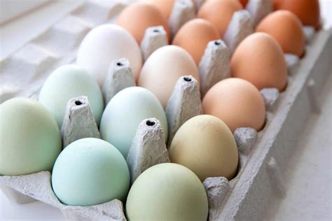 top  chickens  lay colored eggs