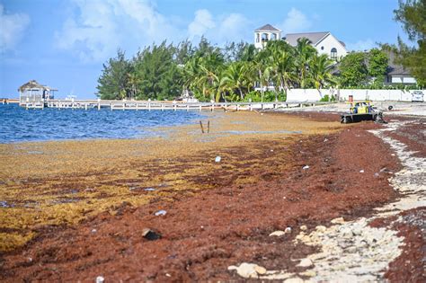 Sargassum seaweed: The 'never-ending battle' - Cayman Compass