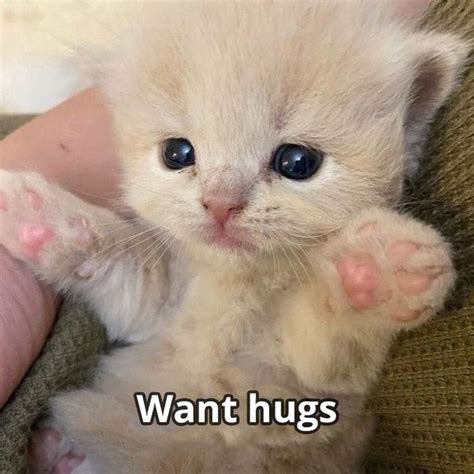 wholesome wholesomememes memes meme cute love funny lovememes