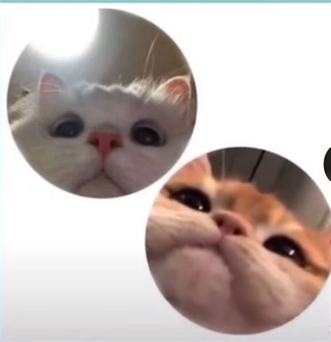 two pictures of cats with different facial expressions on them, one is ...