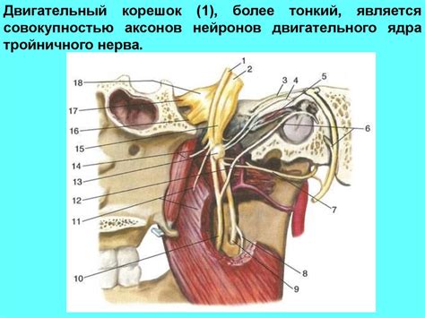 Функциональная анатомия черепных нервов - презентация онлайн