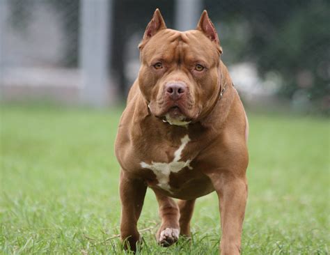 Child's Arm Completely Torn Off in Harrowing Pit Bull Attack