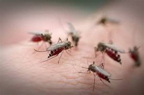 Mosquitoes flying free as health department focus on virus - Mosquitonets.com