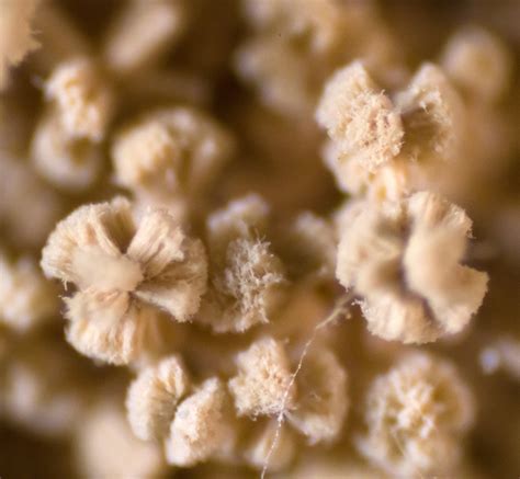 Forecasts show a massive drop in today's pollen count atlanta ga 37