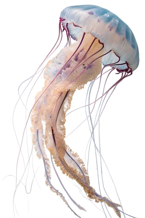 Jellyfish isolated on transparent background, marine creature