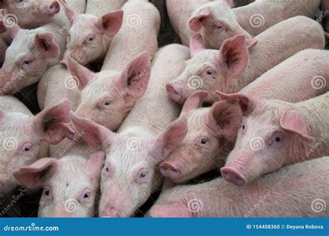 Pigs Diseases. African Swine Fever Virus ASFV. Royalty-Free Stock Image ...