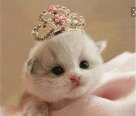 Котика Милого - 60 фото