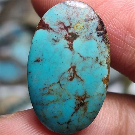 jual natural pirus persia shopee indonesia