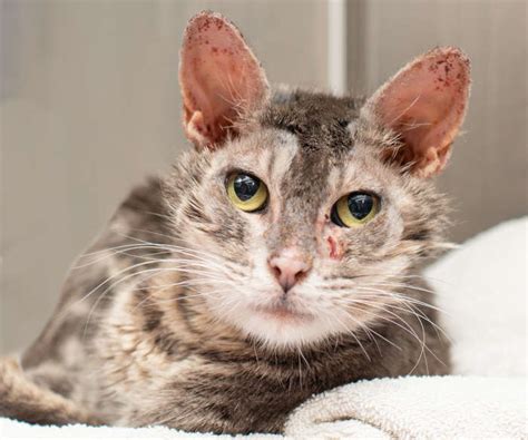 how to know if your cat has mange