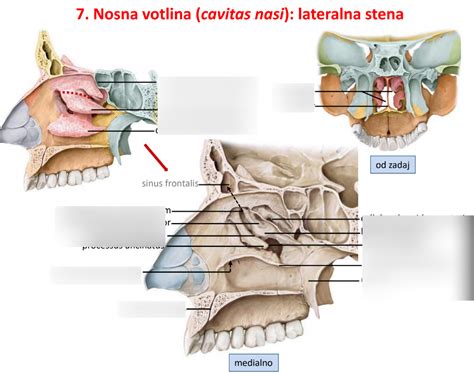 Glava; Topografska območja; Nosna votlina/ Cavitas nasi; Lateralna ...