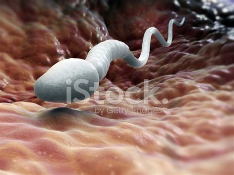 Foto De Stock Célula De Esperma Masculina | Royalty-Free | FreeImages