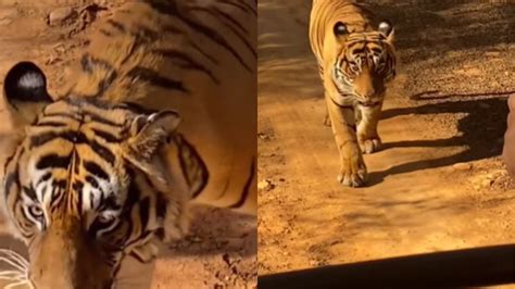 tourists panic   tiger dangerously close  safari