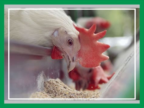 minhaj halal certification pvt