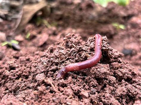 Pesticides to help protect seeds can adversely affect earthworms ...