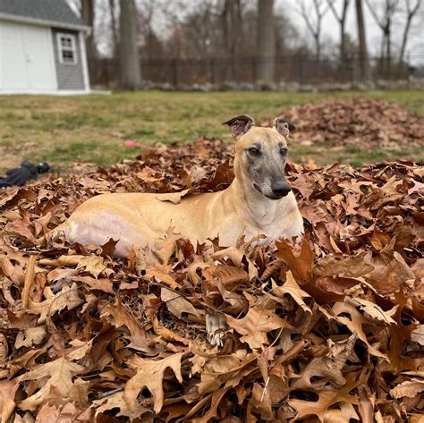 Duke protesting leaf cleanup! : r/longboyes