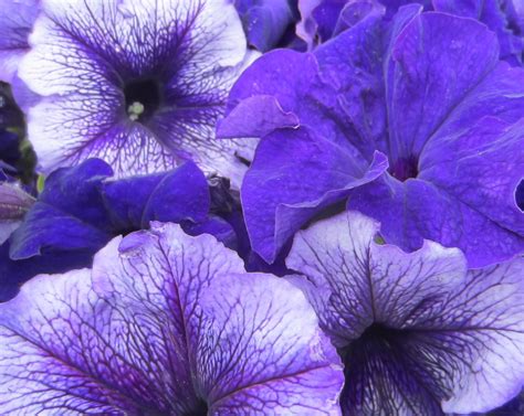 Petunia Frosty Blue | Easy Colour