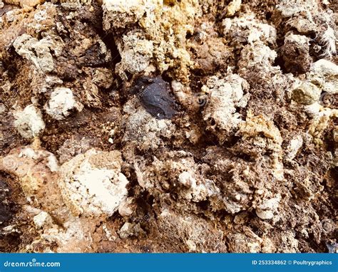 cecal drop normal chicken feces  manure stock photo image