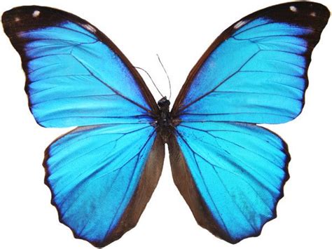 Borboleta azul | Butterfly clip art, Beautiful butterflies, Morpho