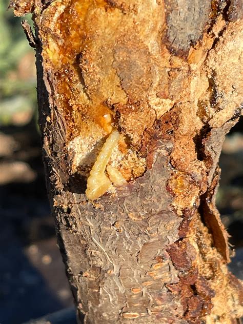 tree wood borers