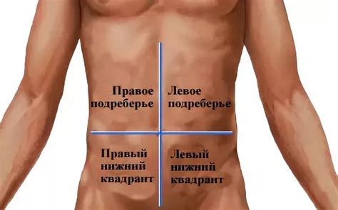 Что находится в правом и левом подреберье у человека спереди