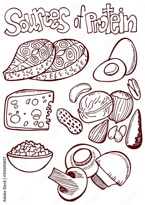 Sources of protein. Outlines vector illustration hand drawing set Stock ...