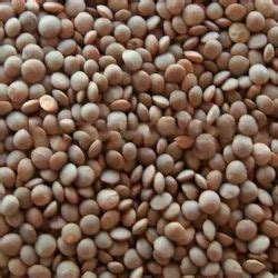masoor dal  akola  al latest price mandi rates