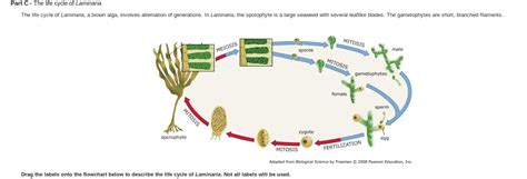 Solved The life cycle of Laminaria The life cycle of | Chegg.com