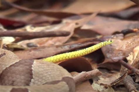 How To Identify A Baby Copperhead Snake