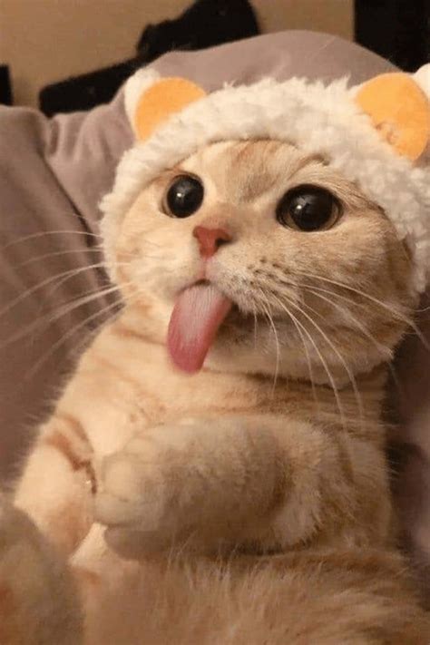 Download Funny Cat Memes Pictures | Wallpapers.com