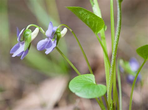 Фиалка лысая (Viola epipsila)