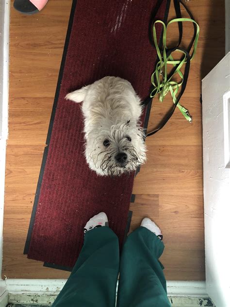 “I can’t just go outside to potty, I have to try and dig into the