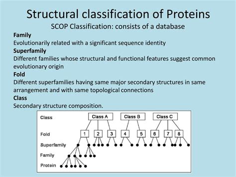 structural classification  proteins powerpoint