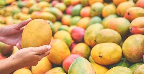 mango day special discover  worlds tastiest mango varieties