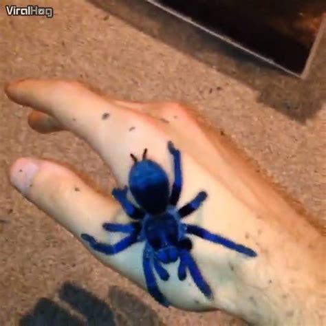 Sazima's tarantula is a new species, recently discovered in Brazil, and ...