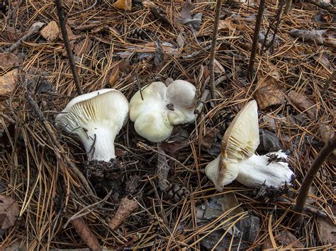 Рядовка голубиная (Tricholoma columbetta) – Грибы Сибири