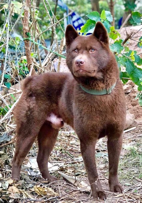 Tun Breed ️ Hmong Dog Owner:Nguyen Hai Anh #Vietnamesenativedog | Razas de perros, Perros de