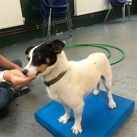 pet insurance vet visits 10