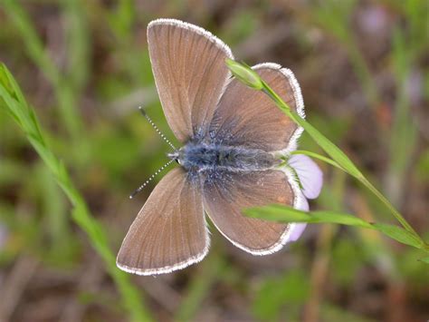 This butterfly was once thought extinct. Now it’s off the endangered