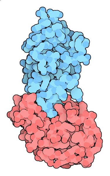 PDB-101: Molecule of the Month: Nanobodies