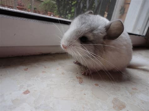 CHINCHILLAS ANABEL: la bebé white ebony
