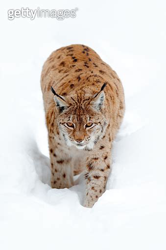 Lynx walking in snow. Portrait of Eurasian Lynx in winter. Wildlife ...