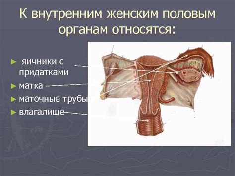 Женские половые органы делятся на внутренние